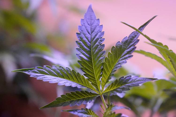 FILE - Marijuana plants are displayed at a shop in San Francisco, Monday, March 20, 2023. FILE - Marijuana plants are displayed at a shop in San Francisco, Monday, March 20, 2023.