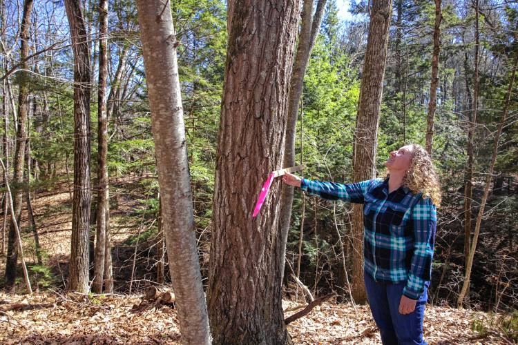Wendy Weisinger was recently named Forester of the Year by the Granite State Division of the Society of American Foresters. 