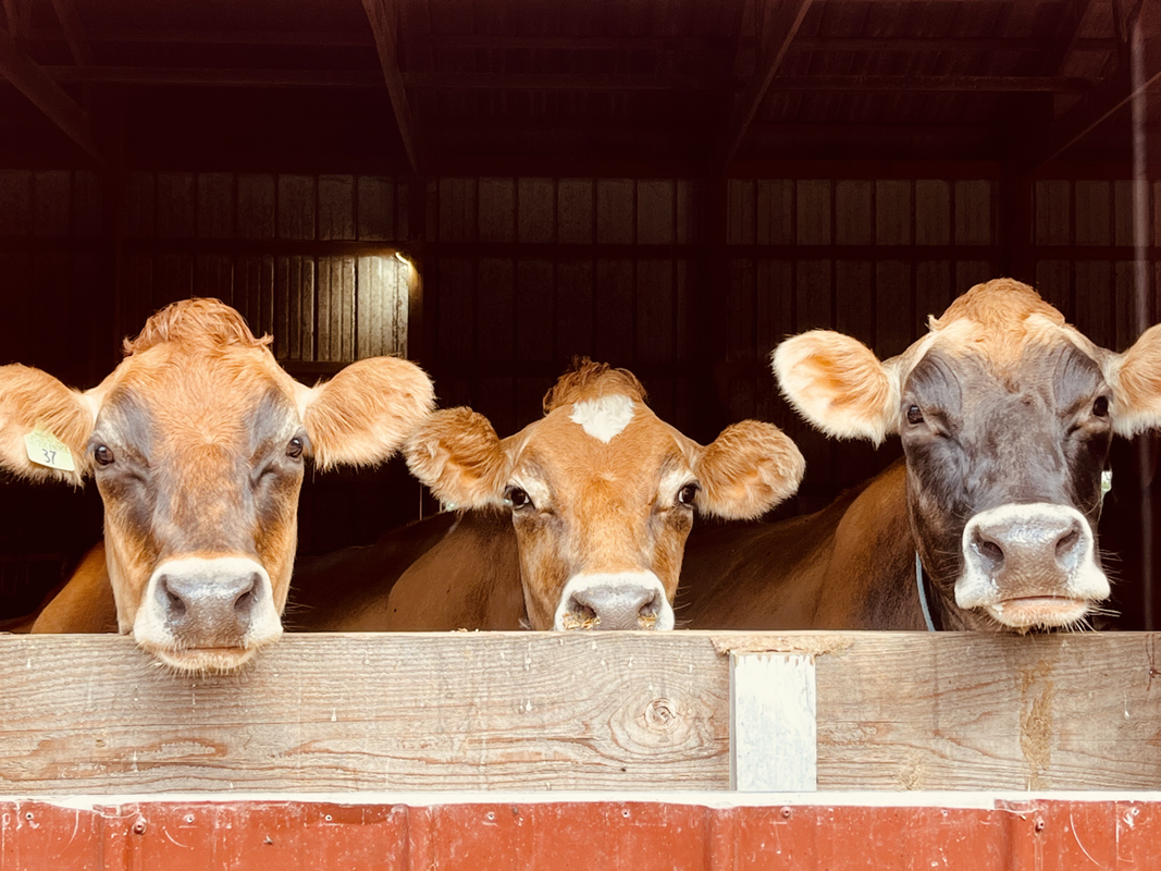 Uninspected meat, a ‘food freedom’ cause that was vetoed by Gov. Ayotte, drew strong divisions among N.H. farmers